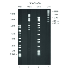 Lonza SeaKem Gold Agarose