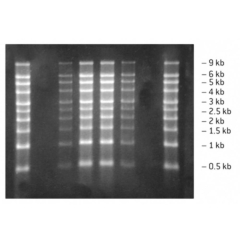 Lonza Reliant Pre-Cast RNA Gel 1.25% SK Gold Agarose MOPS