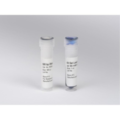 Lonza DNA Ladder
