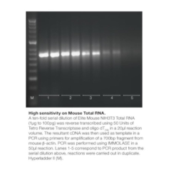 Meridian Bioscience Tetro cDNA Synthesis Kit