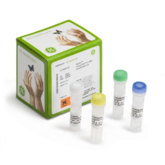 illustra GenomiPhi V2 DNA Amplification Kit