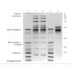 Electrophoresis Pre-Cast Gels