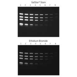 Electrophoresis Stains