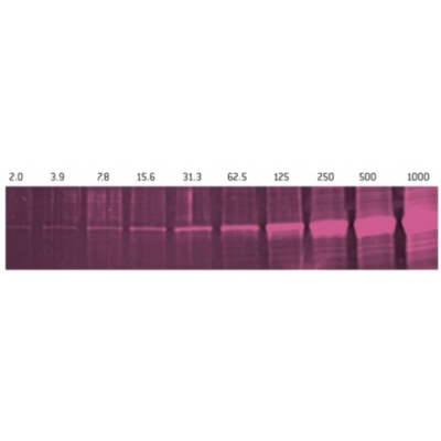 Lonza SYPRO Ruby Protein Gel Stain - 1L