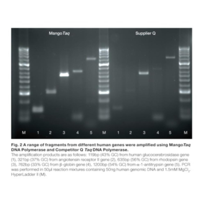 Meridian Bioscience MangoTaq DNA Polymerase - 1000 Units