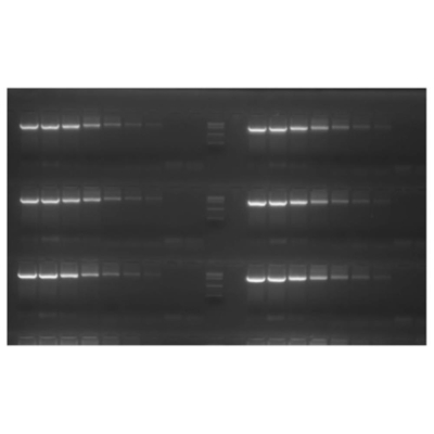 Meridian Bioscience dNTP Set 100mM - 4 x 100umol (4 x 4 x 250uL)