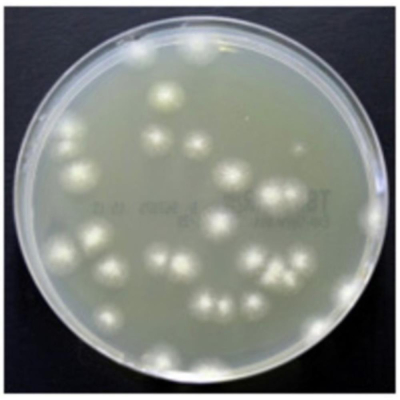 Tryptone Soya Agar, 90mm Monoplate, Deep fill