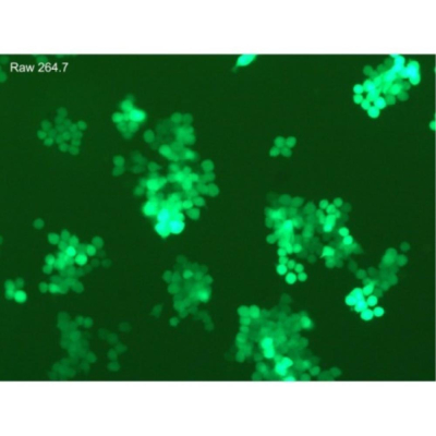 Oz Biosciences ViroMag 200 ul