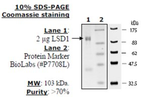 LSD1 Active human, recombinant, expressed in E. coli, >=70% (SDS-PAGE)