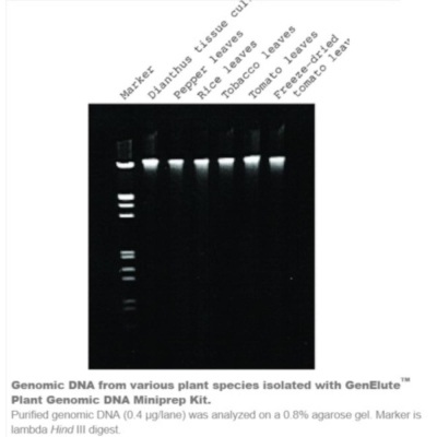Genelute plant genomic dna miniprep kit