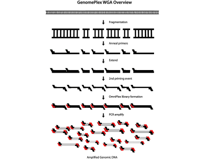 GenomePlex Whole Genome Amplification (WGA) Kit, Kit for whole genome amplification from a variety o