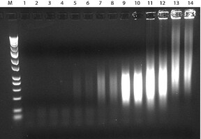 GenomePlex Complete Whole Genome Amplification (WGA) Kit, Optimized kit with enzyme for amplifying a