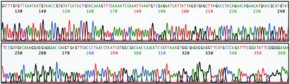Extract-N-Amp Seed PCR Kit, sufficient for 100 extractions, sufficient for 100 amplifications