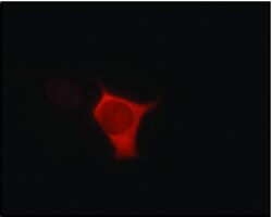 Monoclonal Anti-V5-Cy3 antibody produced in mouse, purified immunoglobulin, approx. 1 mg/mL, clone V