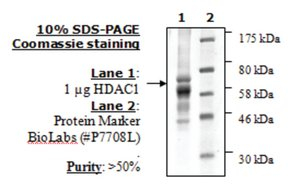 HDAC-1 human, recombinant, expressed in baculovirus infected insect cells, >=50% (SDS-PAGE)