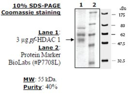 HDAC 1 from Plasmodium falciparum, recombinant, expressed in baculovirus infected insect cells, >=40