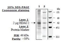 HDAC2 FLAG tag human, recombinant, expressed in baculovirus infected insect cells, >=50% (SDS-PAGE)