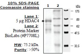 HDAC-4 human, recombinant, expressed in baculovirus infected insect cells, >=50% (SDS-PAGE)