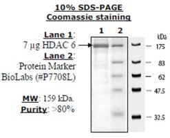 HDAC-6 human, recombinant, expressed in baculovirus infected insect cells, >=80% (SDS-PAGE)