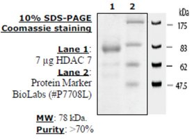 HDAC-7 human, recombinant, expressed in baculovirus infected insect cells, >=70% (SDS-PAGE)