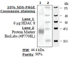 HDAC-8 human, recombinant, expressed in baculovirus infected insect cells, >=80% (SDS-PAGE)