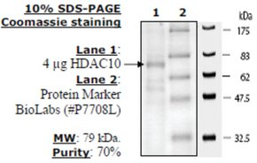 HDAC-10 human, recombinant, expressed in baculovirus infected insect cells, >=10% (SDS-PAGE)
