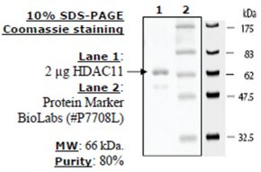 HDAC-11 human, recombinant, expressed in baculovirus infected insect cells, >=10% (SDS-PAGE)