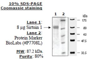 Sirtuin 1 human, recombinant, expressed in E. coli, >=80% (SDS-PAGE)