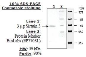 Sirtuin 3 human, recombinant, expressed in E. coli, >=70% (SDS-PAGE)
