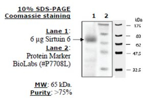 Sirtuin 6 human, recombinant, expressed in E. coli, >=70% (SDS-PAGE)