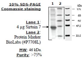 Sirtuin 7 human, recombinant, expressed in E. coli, >=70% (SDS-PAGE)