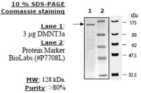 DNMT3a Active human, recombinant, expressed in baculovirus infected insect cells, >=35% (SDS-PAGE)