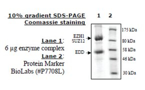 EZH1/EED/SUZ12  human, recombinant, expressed in baculovirus infected insect cells