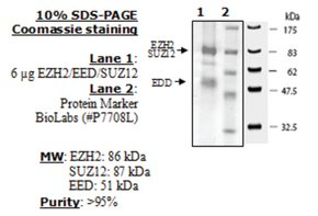EZH2 / EED / SUZ12 human, recombinant, expressed in baculovirus infected insect cells, >=90% (SDS-PA