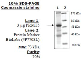 PRMT5 (Sf9) Active human, recombinant, expressed in baculovirus infected insect cells, >=70% (SDS-PA