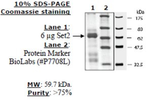 Set2 human, recombinant, expressed in E. coli, >=75% (SDS-PAGE)
