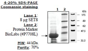 Set8 Active human, recombinant, expressed in E. coli, >=70% (SDS-PAGE)