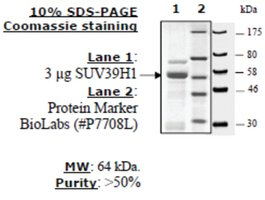 SUV39H1 human, recombinant, expressed in E. coli, >=50% (SDS-PAGE)