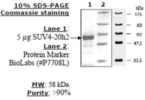 SUV4-20h2 human, recombinant, expressed in E. coli, >=80% (SDS-PAGE)