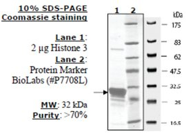 Histone H3 (2-58) human, recombinant, expressed in E. coli, >=70% (SDS-PAGE)