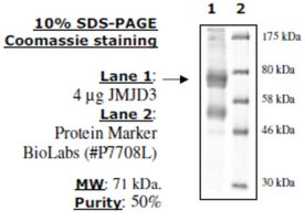 JMJD3/KDM6B Active human, recombinant, expressed in baculovirus infected insect cells, >=70% (SDS-PA