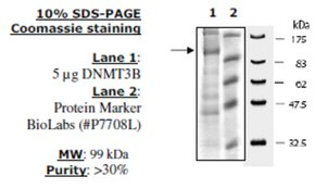 DNMT3B Active from mouse, recombinant, expressed in baculovirus infected insect cells, >=30% (SDS-PA