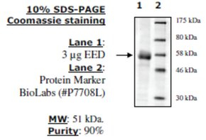 EED human, recombinant, expressed in baculovirus infected insect cells, >=90% (SDS-PAGE)
