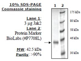 Jak2 Jh1 Active human, recombinant, expressed in baculovirus infected insect cells, >=80% (SDS-PAGE)