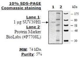 SUV39H1 full length Active human, recombinant, expressed in baculovirus infected insect cells