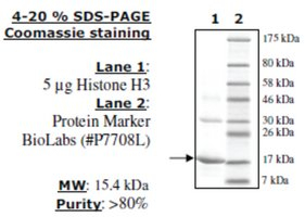 Histone H3 full length human, recombinant, expressed in E. coli, >=80% (SDS-PAGE)