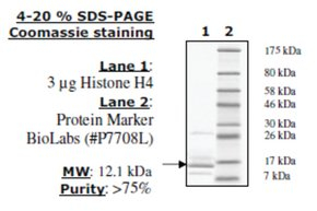 Histone H4 full length human, recombinant, expressed in E. coli, >=80% (SDS-PAGE)
