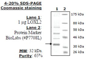Lysyl Oxidase-like 2 (LOXL2) human, recombinant, expressed in baculovirus infected insect cells, >=6