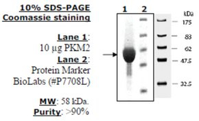 Pyruvate kinase M2 Active from mouse, recombinant, expressed in E. coli, >=90% (SDS-PAGE)