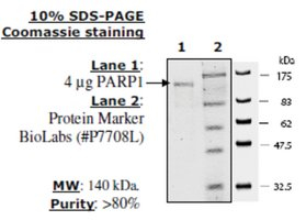 PARP1 Active human, recombinant, expressed in baculovirus infected insect cells, >=80% (SDS-PAGE)